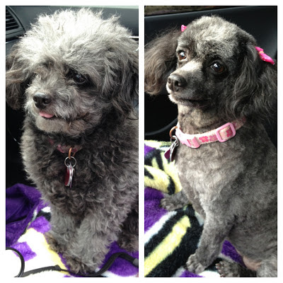 grey toy poodle haircut