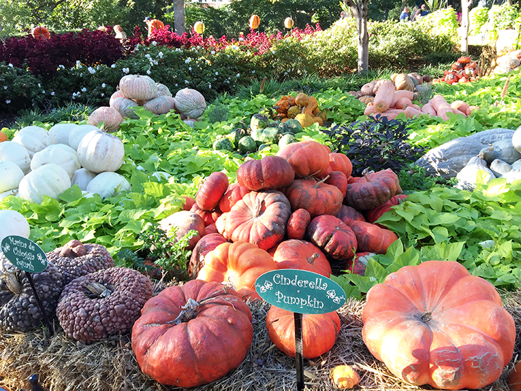 Cinderella Pumpkin