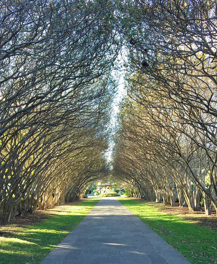 Dallas Arboretum and Botanical Gardens Tree Alley