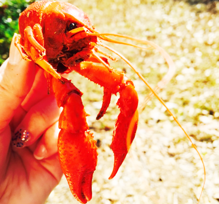 boiled crawfish