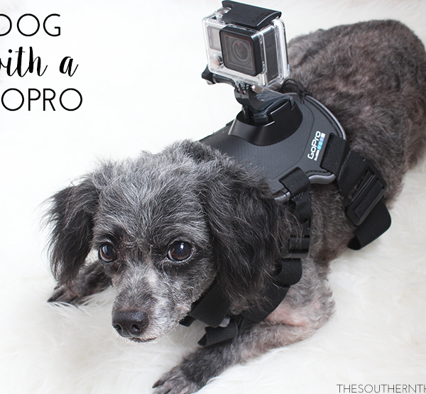 A Dog with a GoPro
