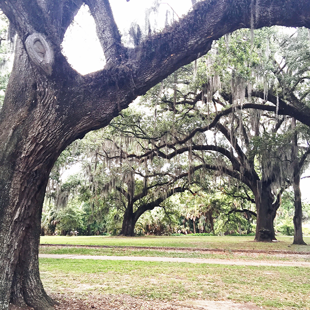 City Park Oak Trees with Moss