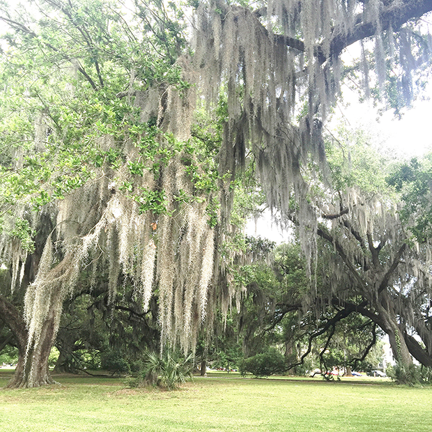 Southern Oak Trees with Moss