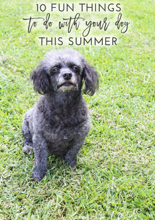 10 Fun Things to Do With Your Dog This Summer