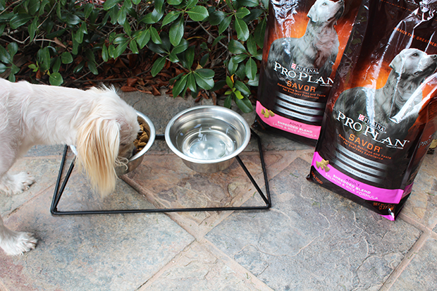 fun_things_to_do_with_your_dog