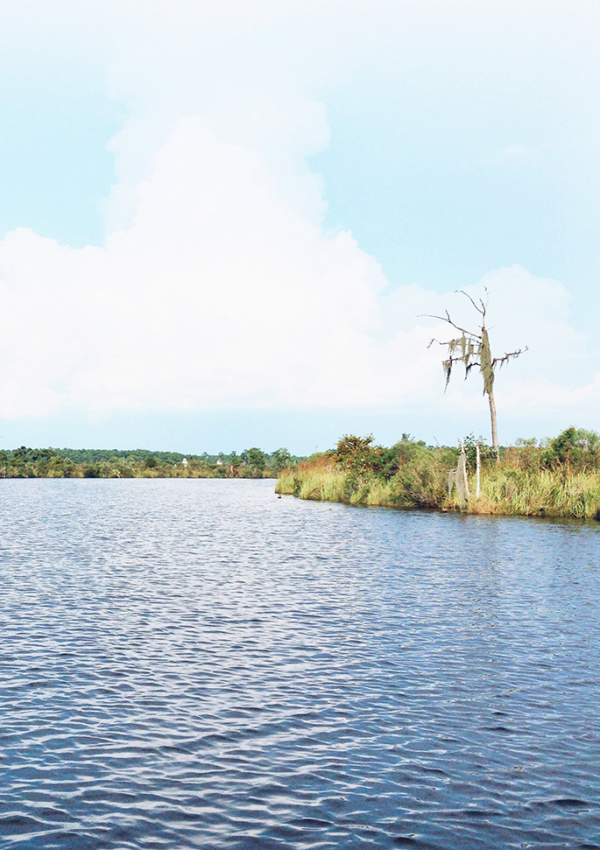 Louisiana swamp