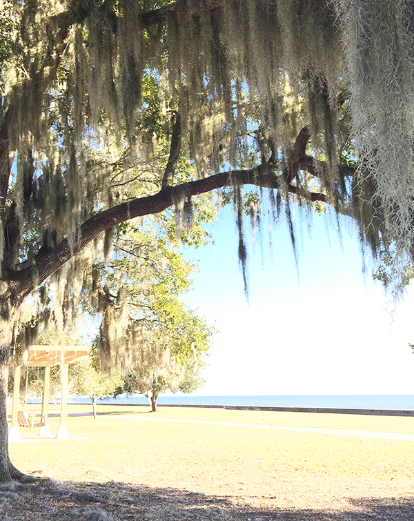 southern mossy oak trees