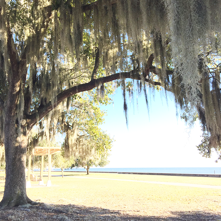 southern mossy oak trees