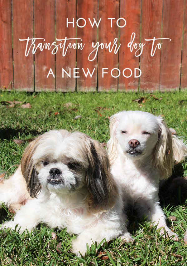 How to Transition Your Dog to a New Food