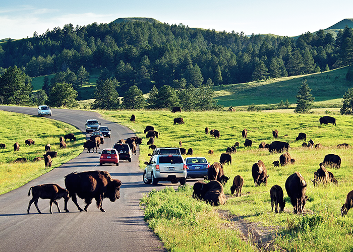 Things To Do In Custer State Park Black Hills South Dakota The Things To Do In Custer State Park Black Hills South Dakota The