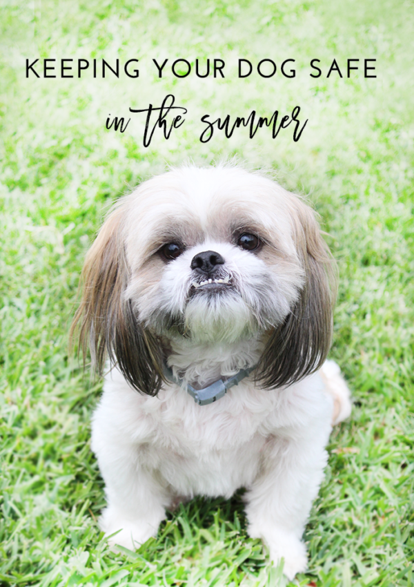 Keeping Your Dog Safe in the Summer