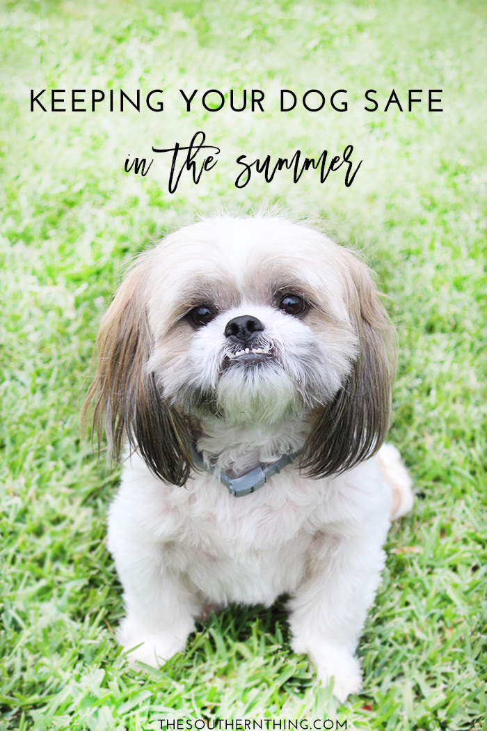 Tips for Keeping Your Dog Safe in the Summer 