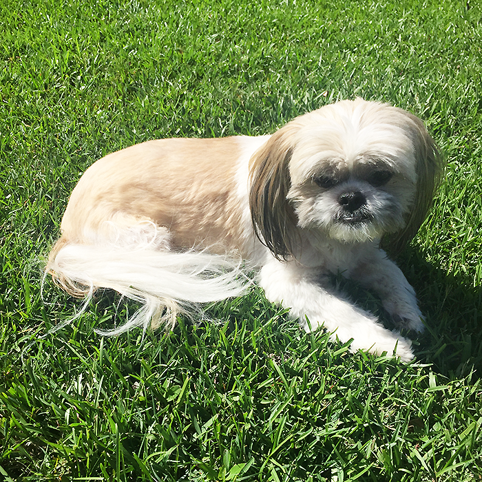 male shihtzu