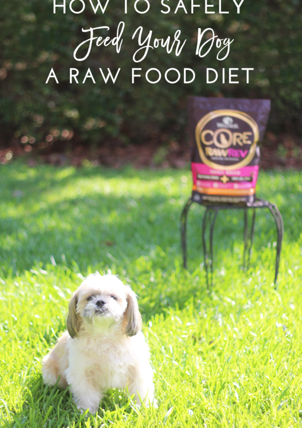 How to Safely Feed Your Dog a Raw Food Diet