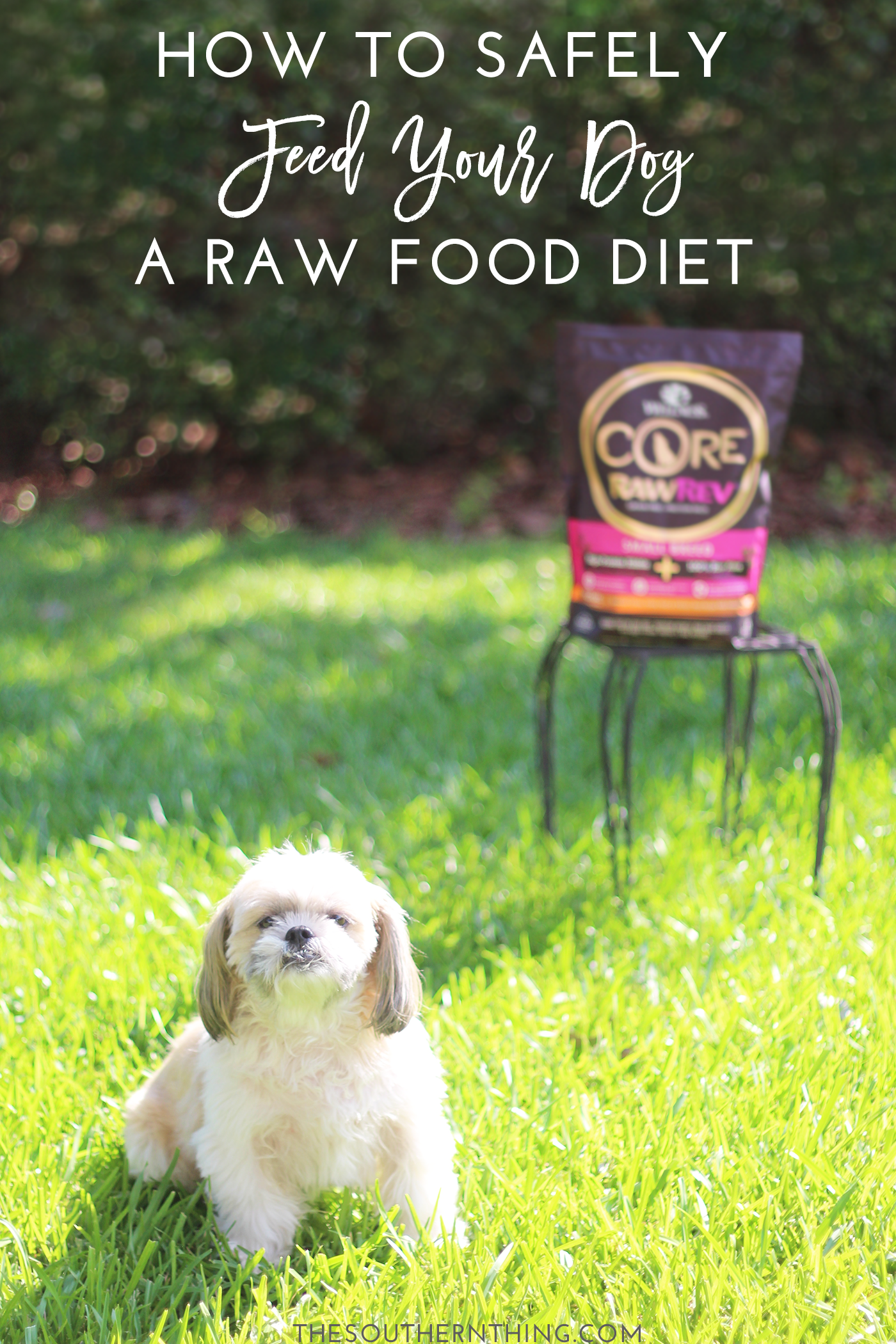 How to Safely Feed Your Dog a Raw Dog Food Diet + Pros ands Cons of a Raw Diet