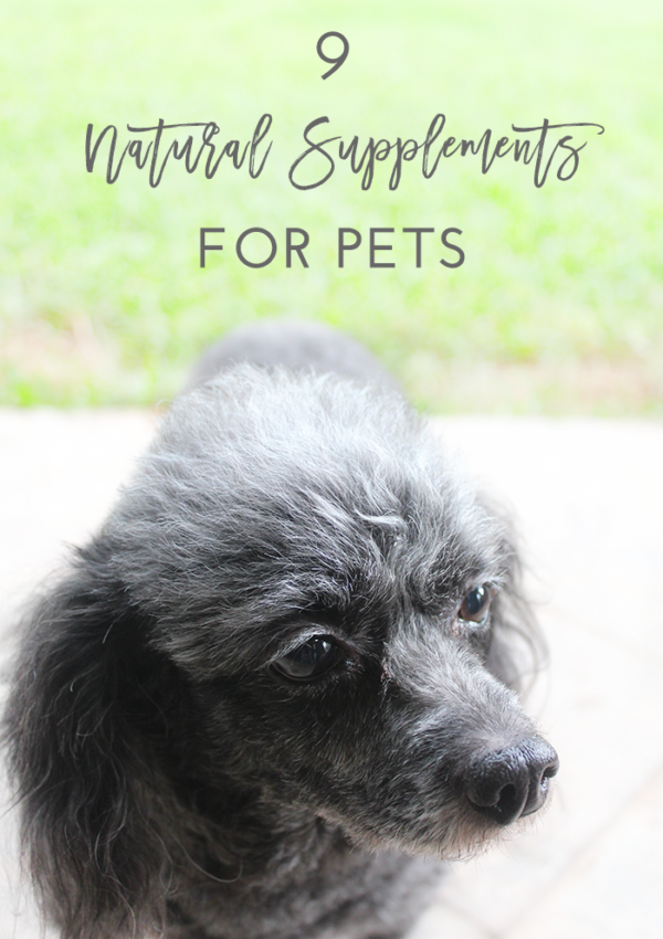 9 Natural Supplements for Pets