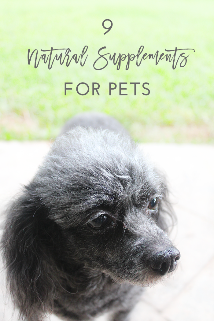 Natural Supplements for Pets | Now Pets Supplements for Dogs & Cats Review 