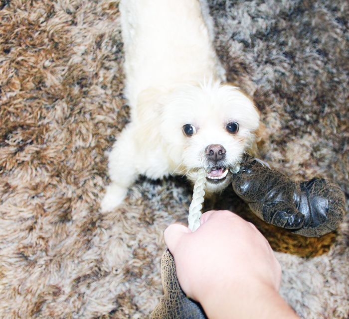 The Best Way to Keep Your Dog Occupied at Home