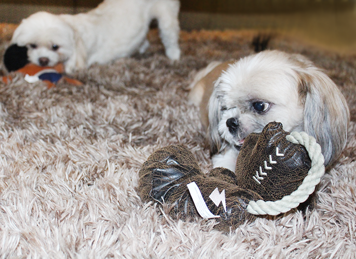 The Best Way to Keep Your Dog Occupied at Home