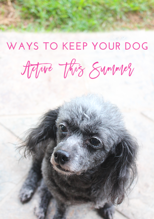 Ways to Keep Your Dog Active This Summer