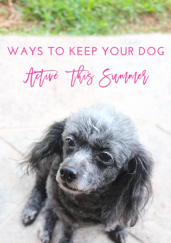 Ways to Keep Your Dog Active this Summer