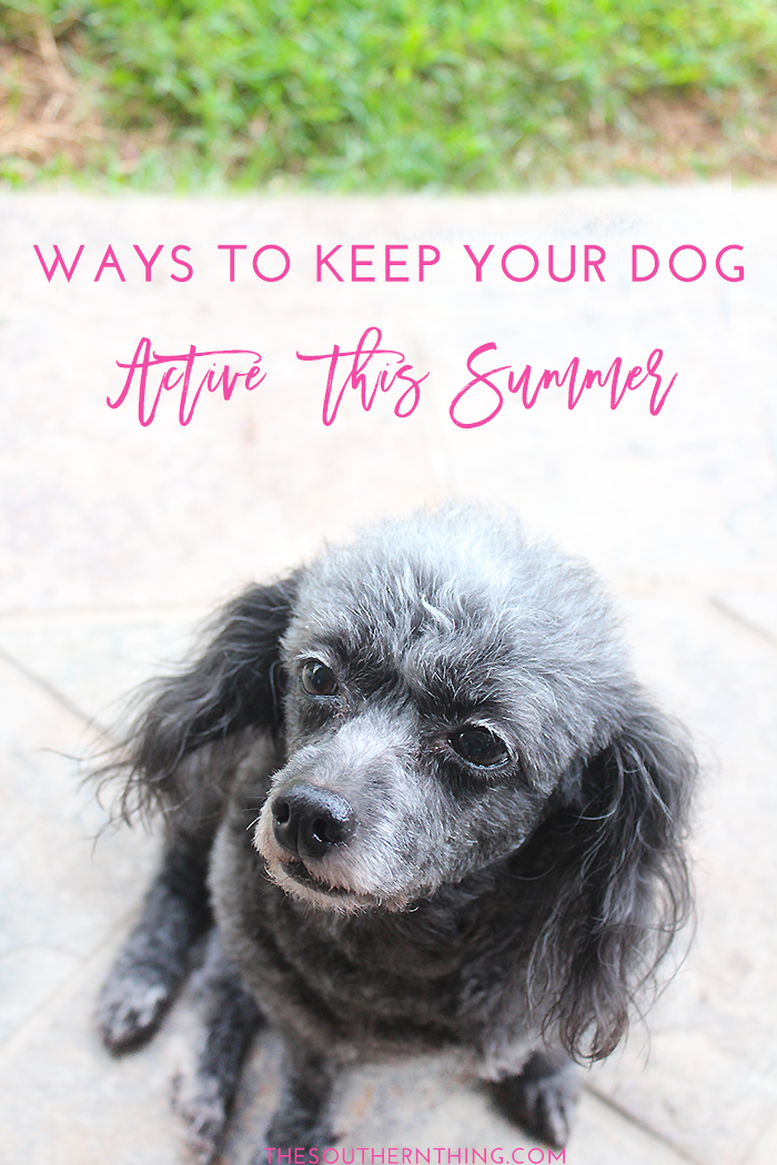 Ways to Keep Your Dog Active this Summer 