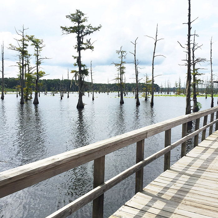 Black Bayou Lake National Wildlife Refuge - Monroe-West Monroe Travel Guide: Where to Stay, Eat, & Play in Monroe-West Monroe, Louisiana | How to Spend 48 Hours in Monroe & West Monroe