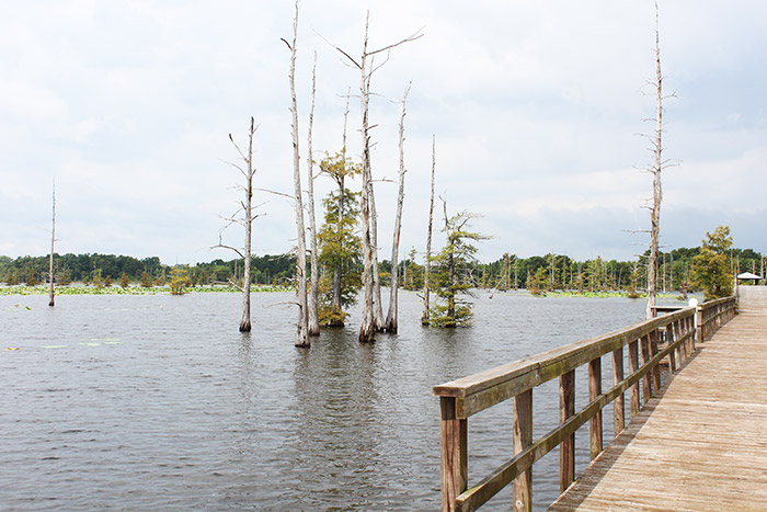 Black Bayou Lake National Wildlife Refuge - Monroe-West Monroe Travel Guide: Where to Stay, Eat, & Play in Monroe-West Monroe, Louisiana | How to Spend 48 Hours in Monroe & West Monroe