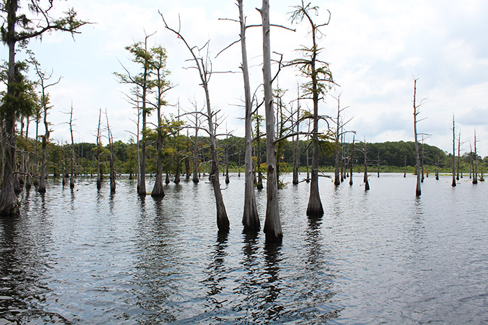 Black Bayou Lake National Wildlife Refuge - Monroe-West Monroe Travel Guide: Where to Stay, Eat, & Play in Monroe-West Monroe, Louisiana | How to Spend 48 Hours in Monroe & West Monroe