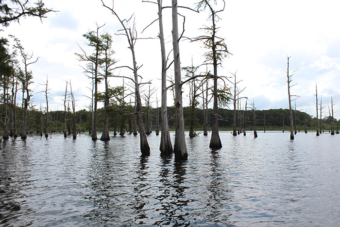 Reasons to Visit North Louisiana | North Louisiana Travel Guide 