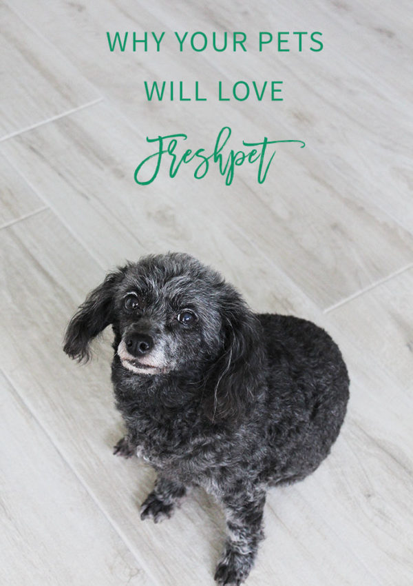 Why Your Pets Will Love Freshpet | A review of Freshpet refrigerated dog food