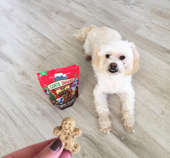 DIY Dog Treat & Leash Holder Tutorial