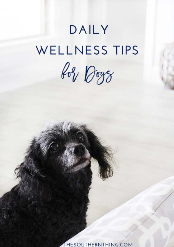 Daily Wellness Tips for Dogs