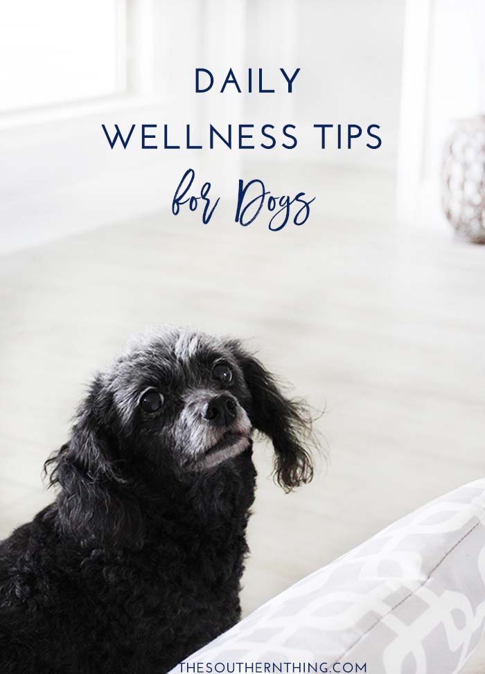 Daily Wellness Tips for Dogs: How to Maximize Your Dog's Health