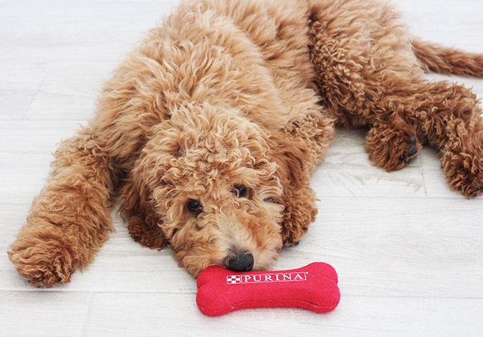 How to Save Money While Preparing for a New Pet