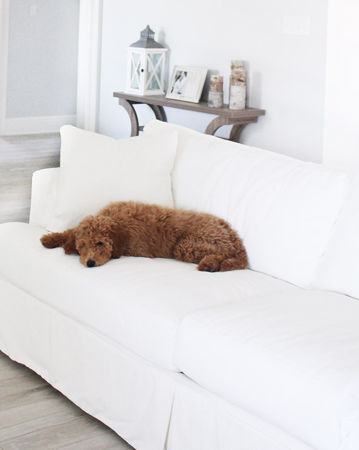 How to Keep Your White Home Clean with Pets