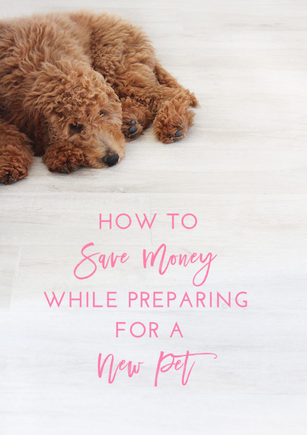 How to Save Money While Preparing for a New Pet