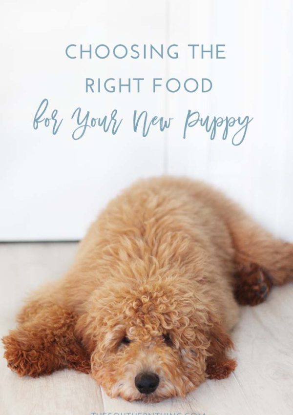 Choosing the Right Pet Food for Your New Puppy