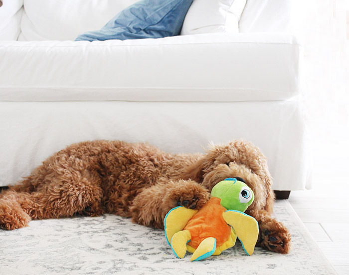 Where to Find the Best Priced Puppy Toys
