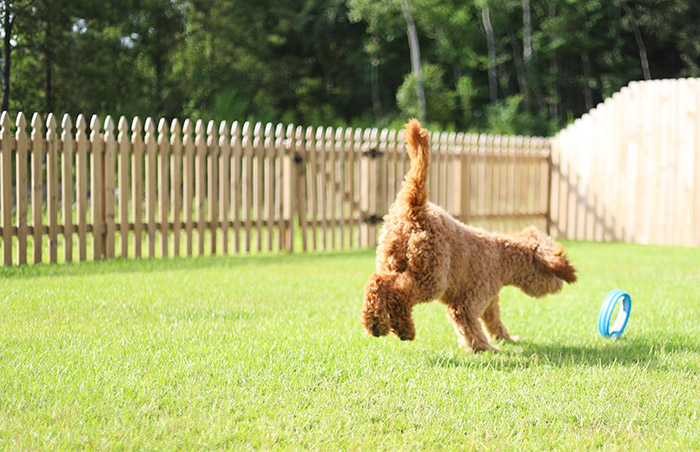 The Trick to Raising a Well Behaved Puppy