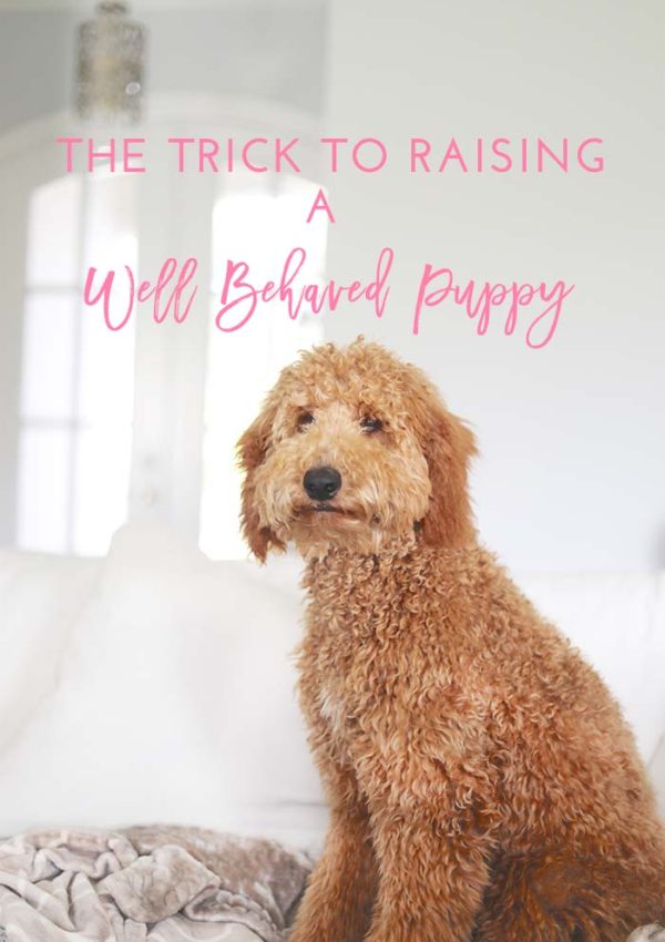 The Trick to Raising a Well Behaved Puppy