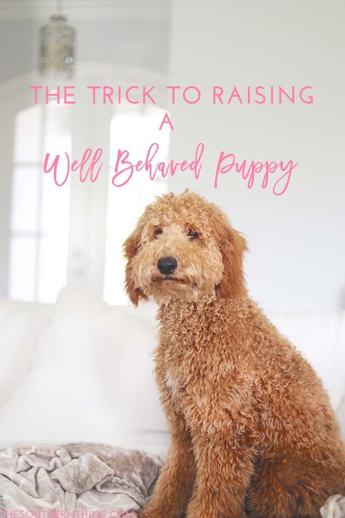 The Trick to Raising a Well Behaved Puppy