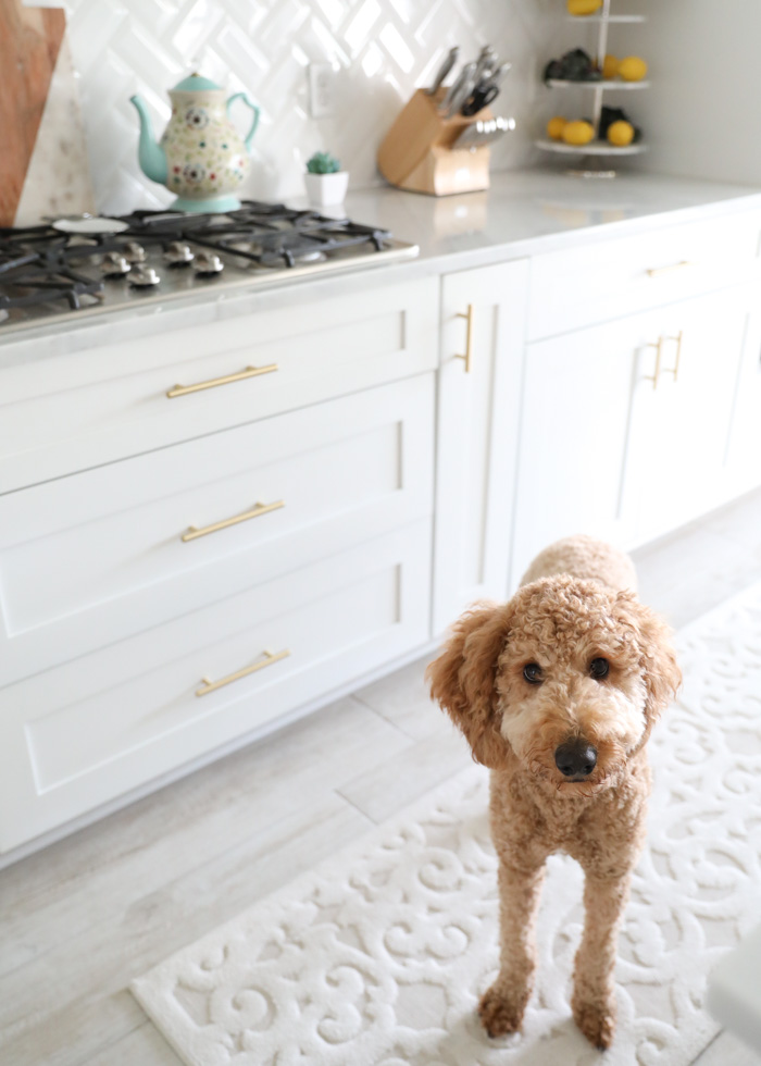 Medium F1b Goldendoodle