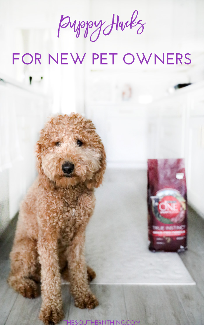 goldendoodle dog with purina dog food