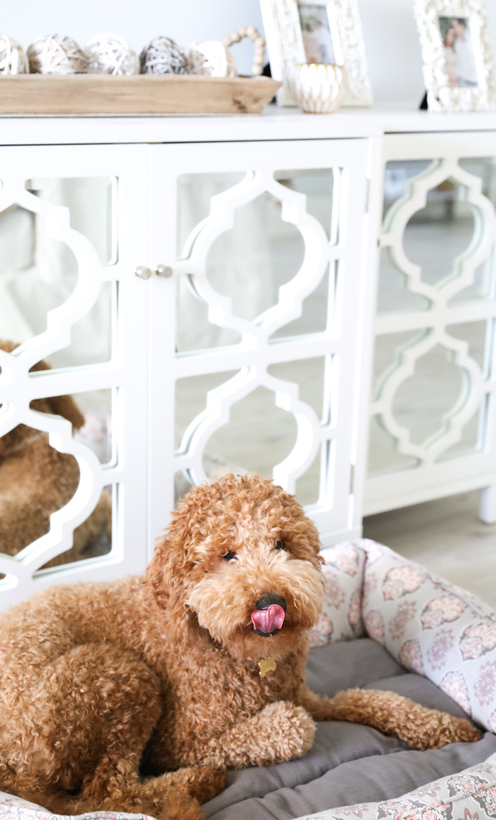 Goldendoodle Sticking Its Tongue Out