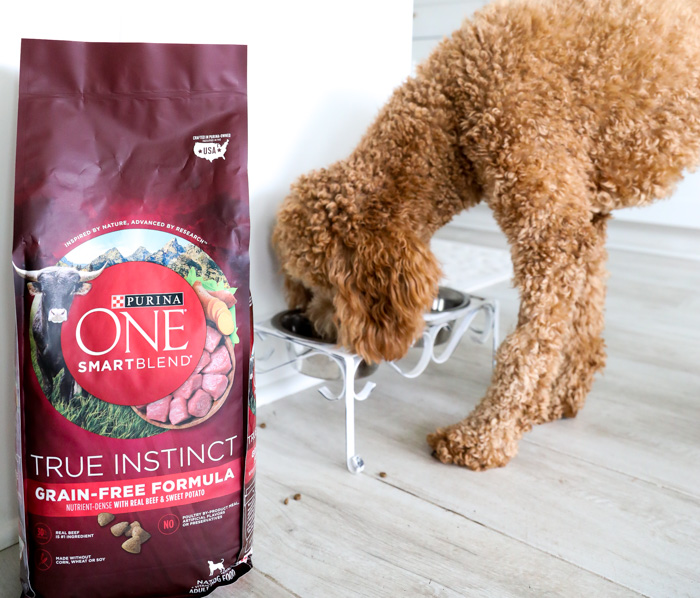 Goldendoodle Dog Eating Purina Food