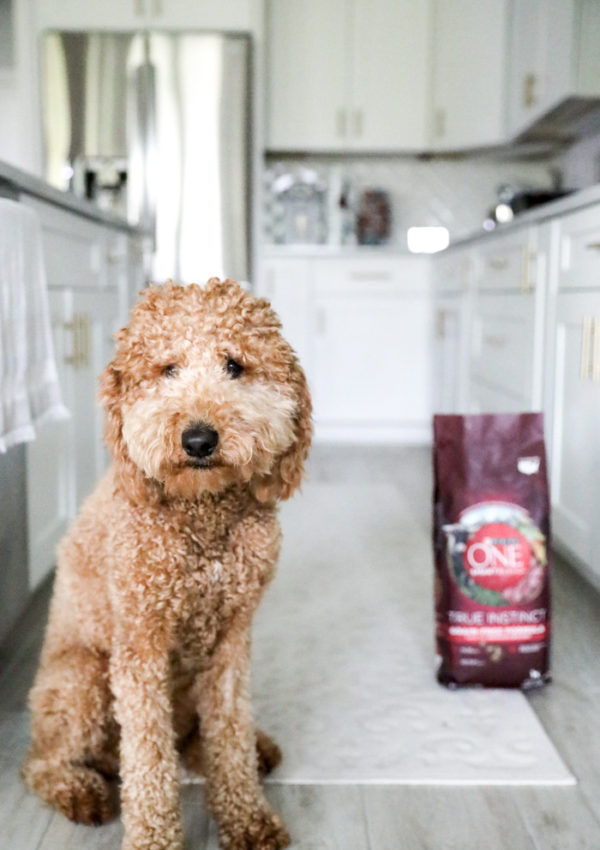 goldendoodle-puppy-tips
