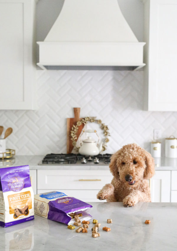Goldendoodle Stealing Treats off Counter
