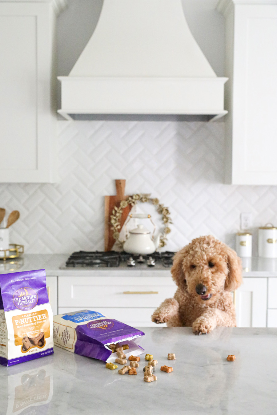 Goldendoodle Stealing Treats off Counter