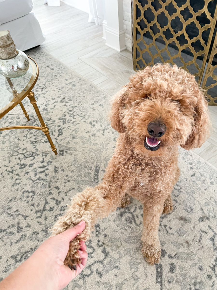 Goldendoodle Dog